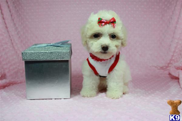 lvpuppyheaven Picture 3